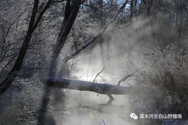 闺蜜生日送大白鹅，如何看待这种有特色的生日礼物？游戏画面